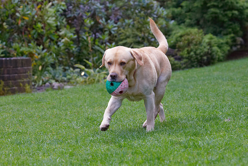 Ball, Barney, Dog, Dogs, Golden Retriever