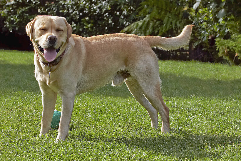 Ball, Barney, Dog, Dogs, Golden Retriever, Tongue