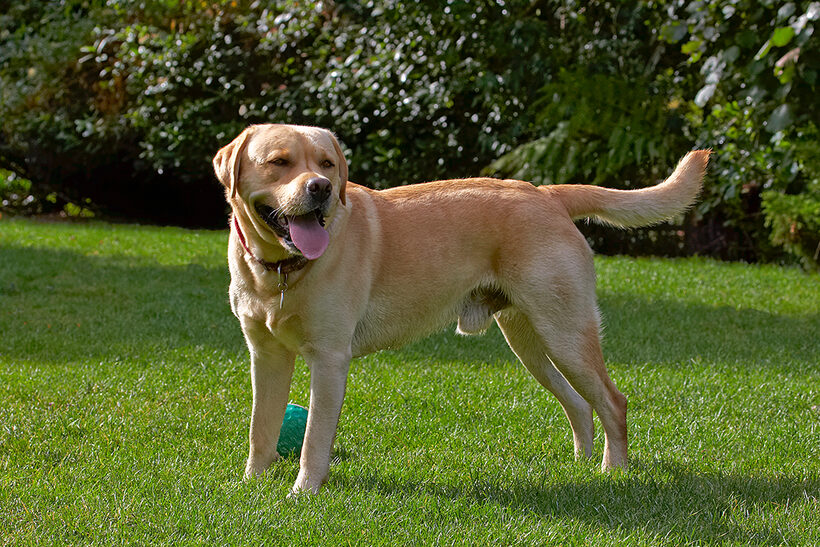 Ball, Barney, Dog, Dogs, Golden Retriever, Tongue
