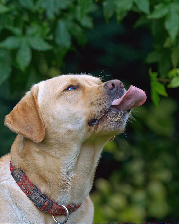 Ball, Barney, Dog, Dogs, Golden Retriever, Tongue