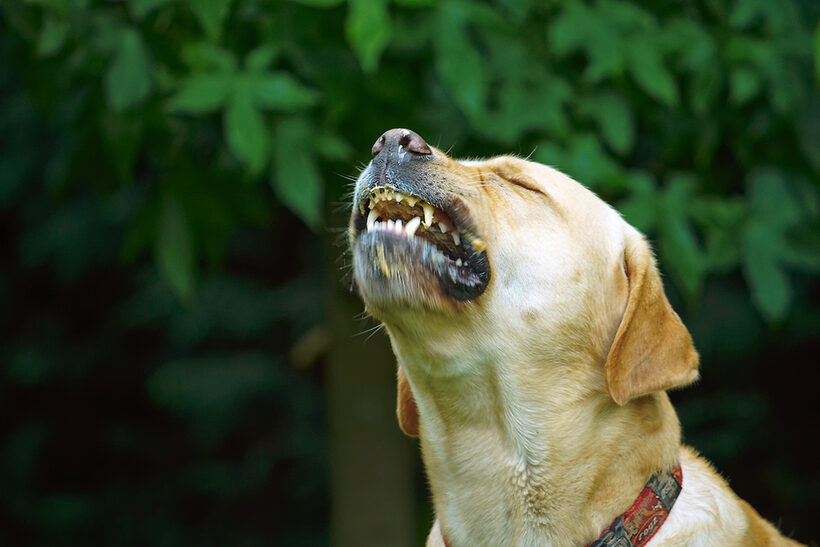 Ball, Barney, Dog, Dogs, Golden Retriever