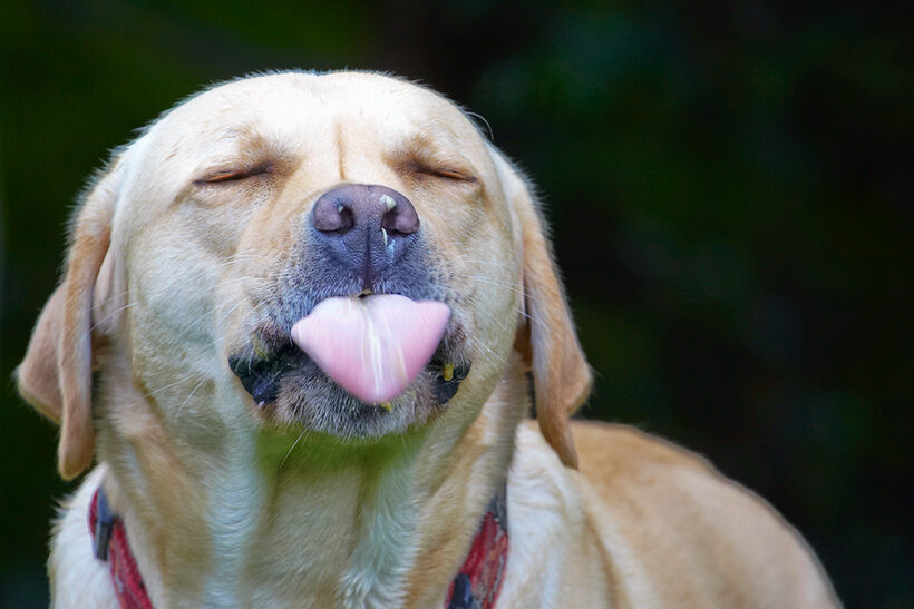 Ball, Barney, Dog, Dogs, Golden Retriever, Tongue