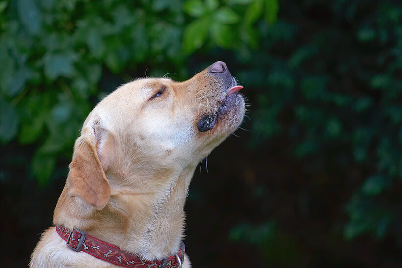 Ball, Barney, Dog, Dogs, Golden Retriever, Tongue