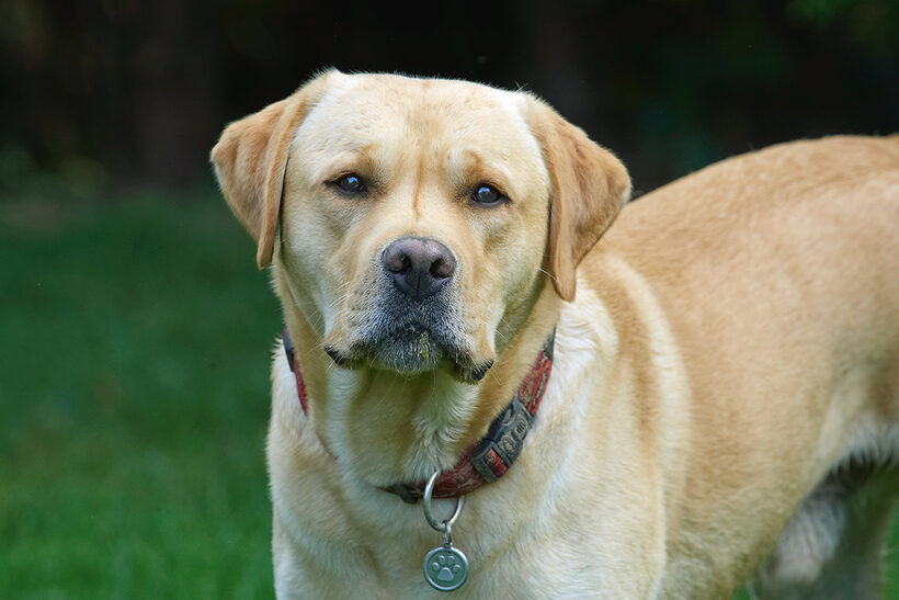 Ball, Barney, Dog, Dogs, Golden Retriever
