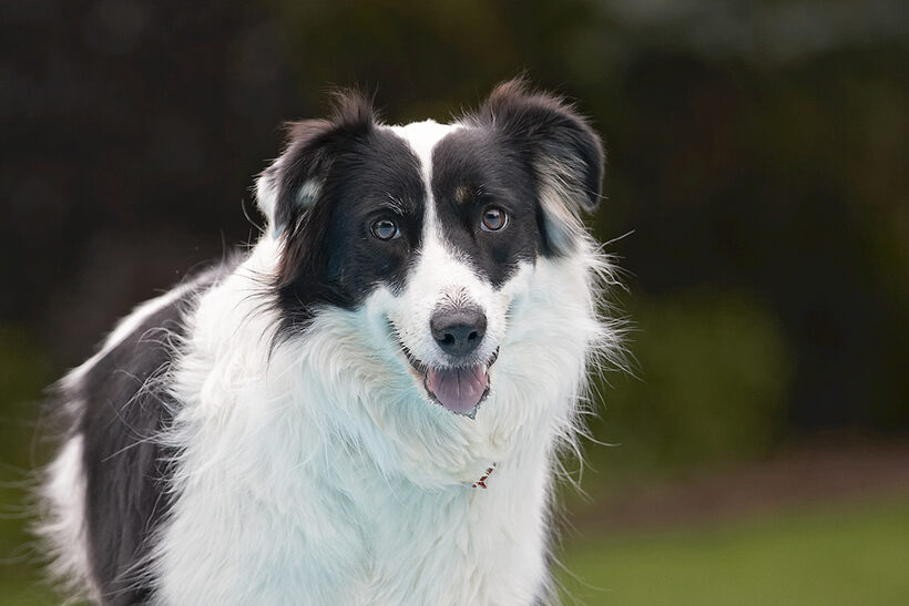 Border Collie, Collies, Dog, Dogs, Pool, Swimming, Tess, Tongue