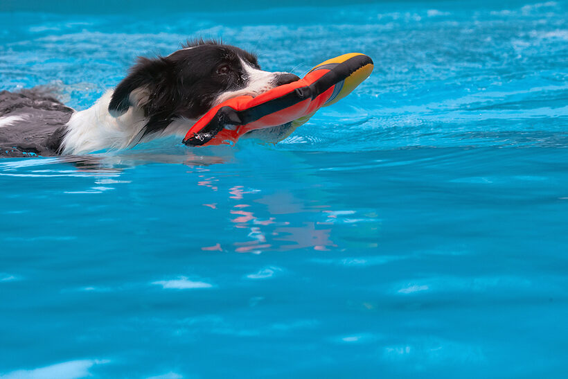 Border Collie, Collies, Dog, Dogs, Pool, Swimming, Tess
