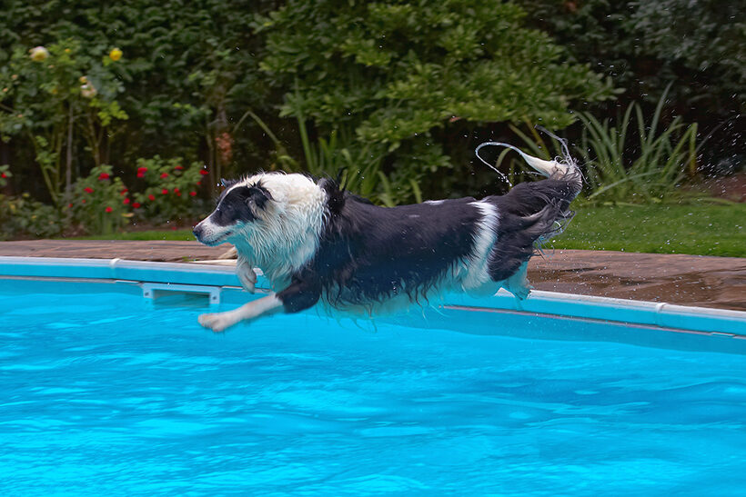 Border Collie, Collies, Dog, Dogs, Pool, Swimming, Tess