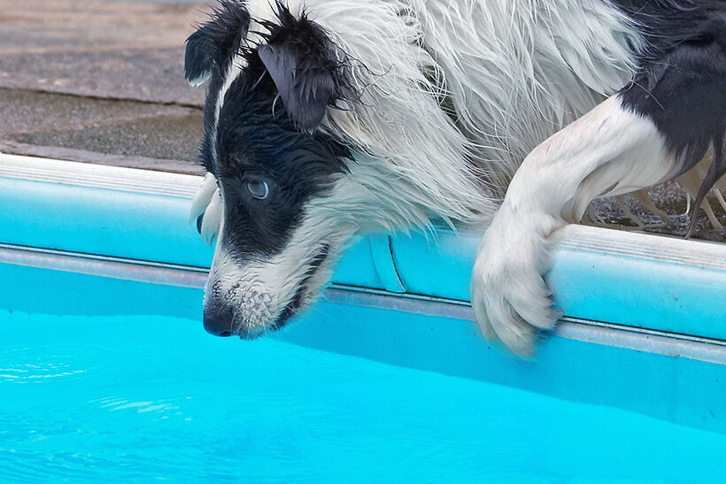 Border Collie, Collies, Dog, Dogs, Pool, Swimming, Tess