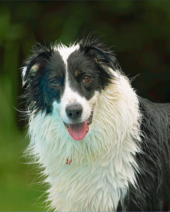 Border Collie, Collies, Dog, Dogs, Pool, Swimming, Tess, Tongue