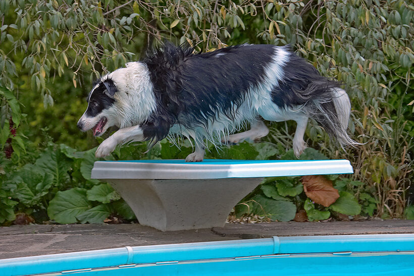 Border Collie, Collies, Dog, Dogs, Pool, Swimming, Tess