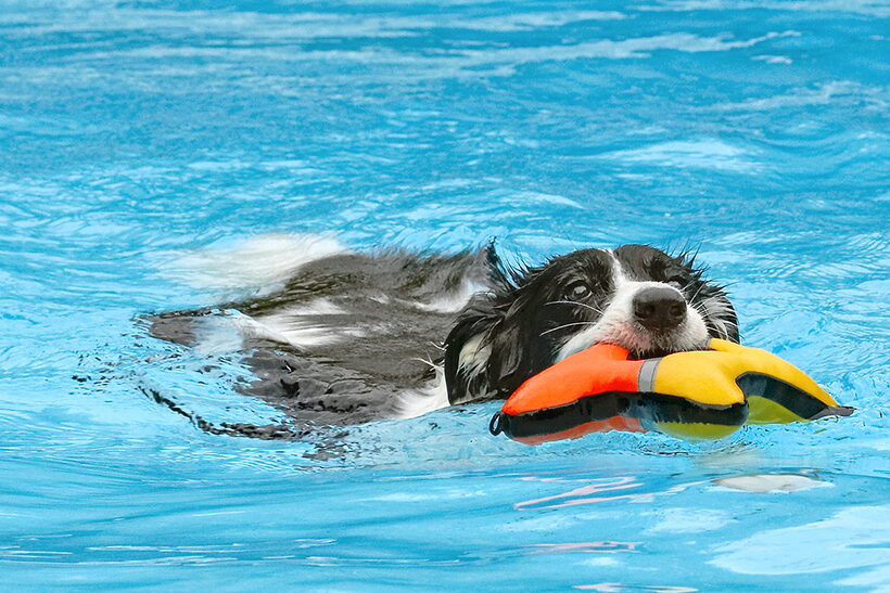 Border Collie, Collies, Dog, Dogs, Pool, Swimming, Tess