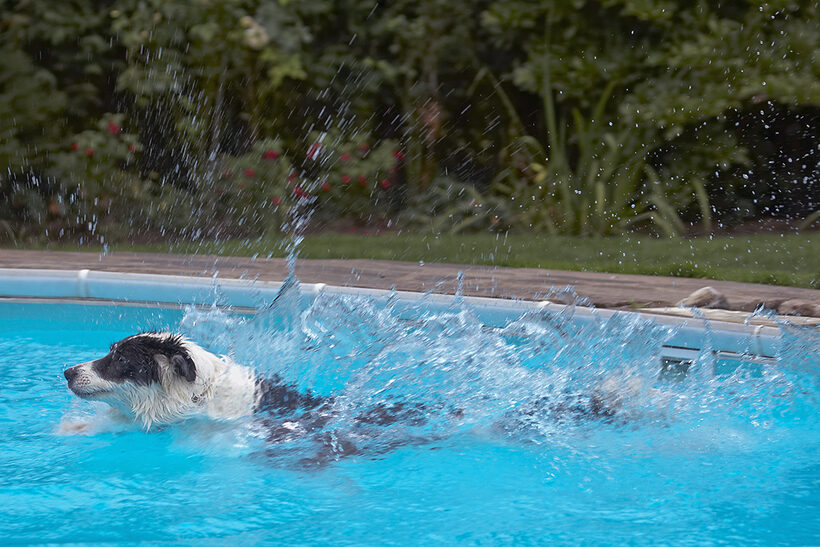 Border Collie, Collies, Dog, Dogs, Pool, Swimming, Tess