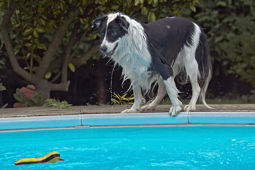 Border Collie, Collies, Dog, Dogs, Pool, Swimming, Tess