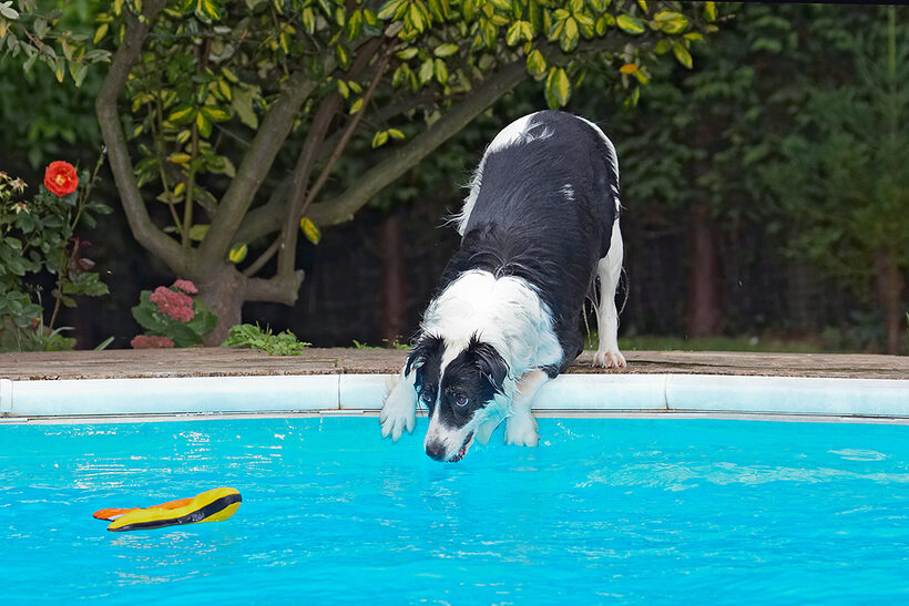 Border Collie, Collies, Dog, Dogs, Pool, Swimming, Tess
