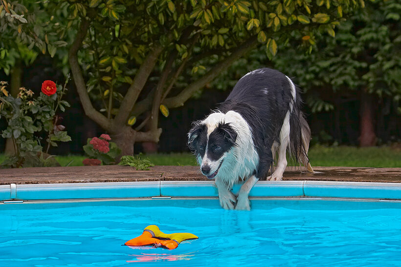 Border Collie, Collies, Dog, Dogs, Pool, Swimming, Tess