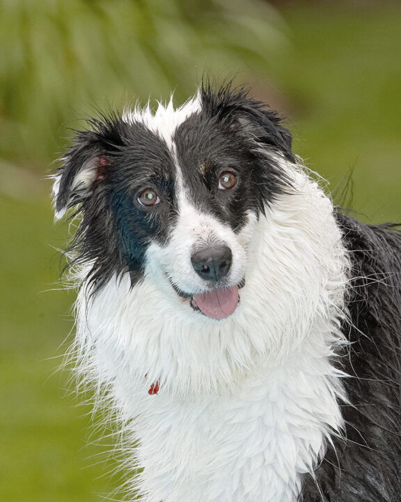 Border Collie, Collies, Dog, Dogs, Pool, Swimming, Tess, Tongue