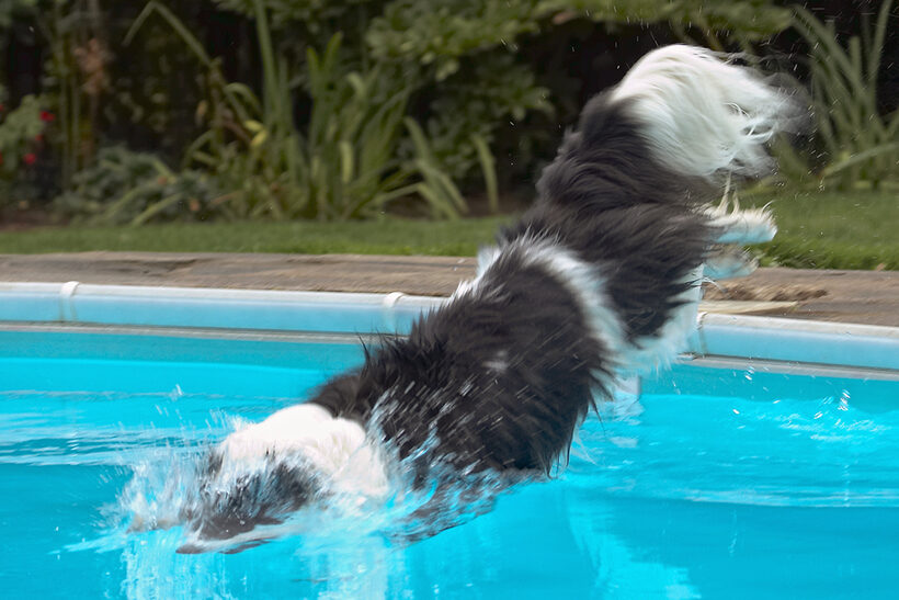 Border Collie, Collies, Dog, Dogs, Pool, Swimming, Tess