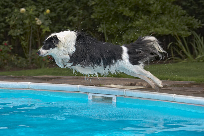 Border Collie, Collies, Dog, Dogs, Pool, Swimming, Tess