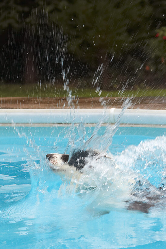 Border Collie, Collies, Dog, Dogs, Pool, Swimming, Tess