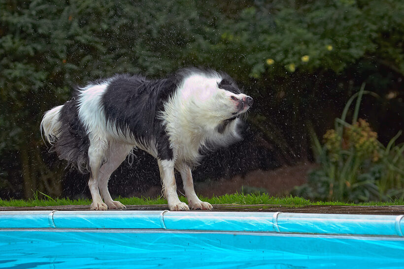 Border Collie, Collies, Dog, Dogs, Pool, Swimming, Tess