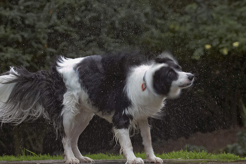 Border Collie, Collies, Dog, Dogs, Pool, Swimming, Tess