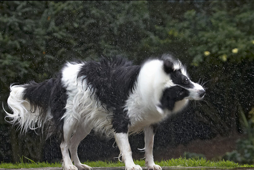 Border Collie, Collies, Dog, Dogs, Pool, Swimming, Tess