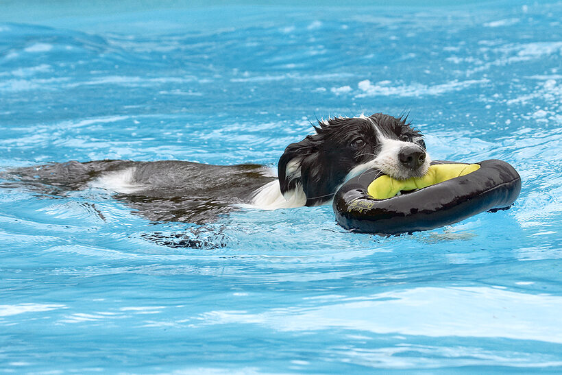 Border Collie, Collies, Dog, Dogs, Pool, Swimming, Tess