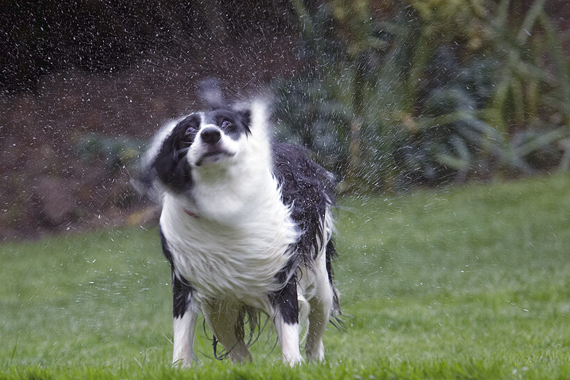 Border Collie, Collies, Dog, Dogs, Pool, Swimming, Tess