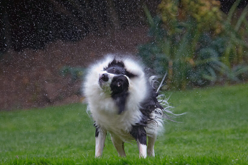 Border Collie, Collies, Dog, Dogs, Pool, Swimming, Tess