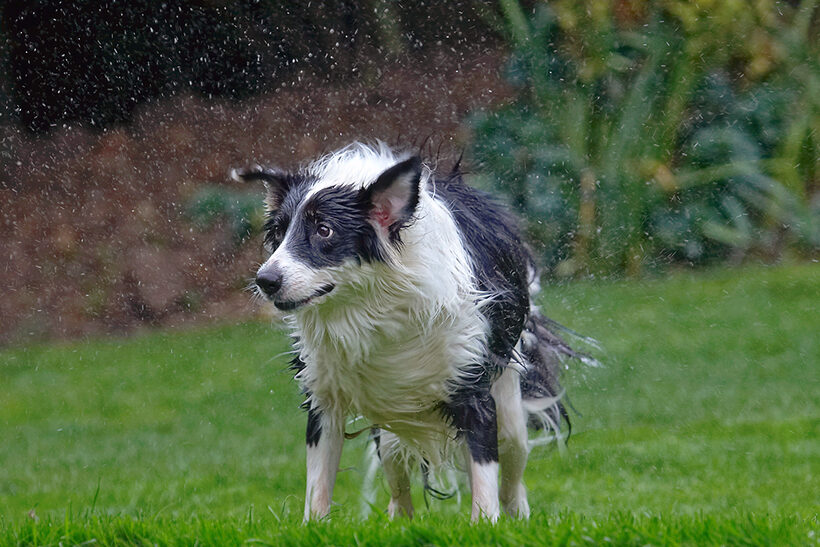 Border Collie, Collies, Dog, Dogs, Pool, Swimming, Tess