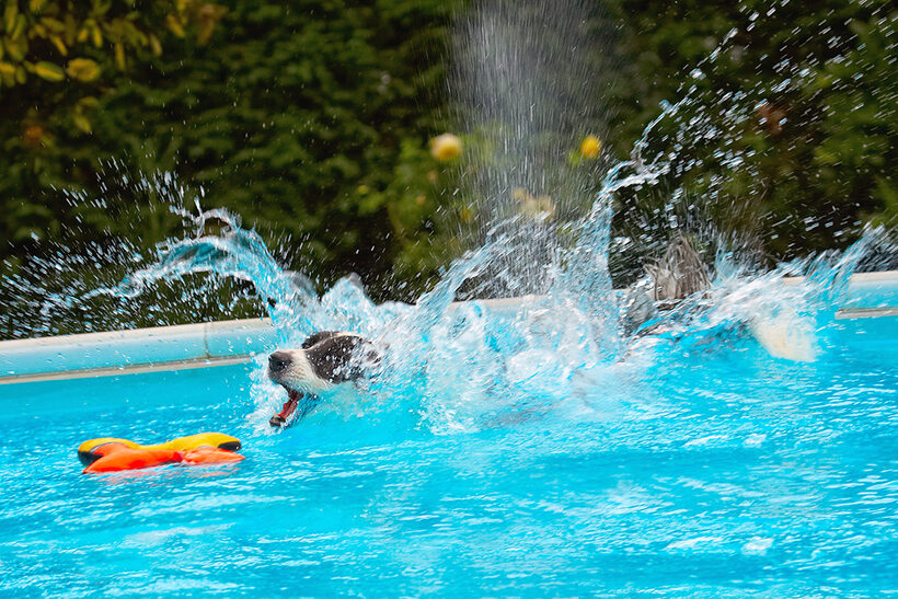 Border Collie, Collies, Dog, Dogs, Pool, Swimming, Tess