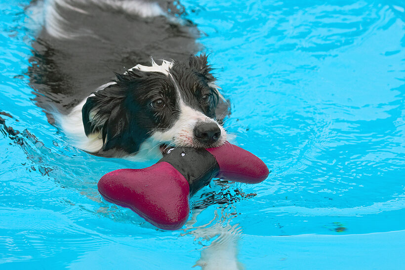 Border Collie, Collies, Dog, Dogs, Pool, Swimming, Tess