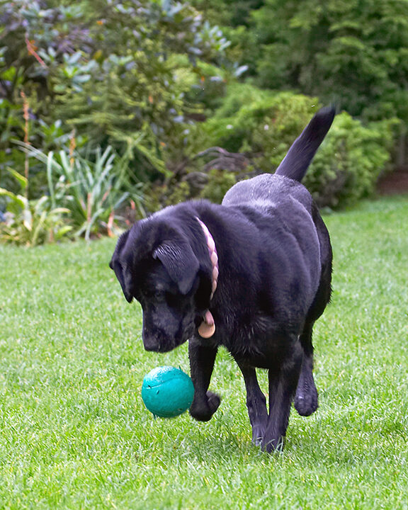 Ball, Dog, Dogs, Heidi, Labrador, Tongue