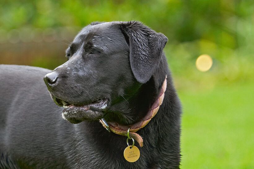 Dog, Dogs, Heidi, Labrador