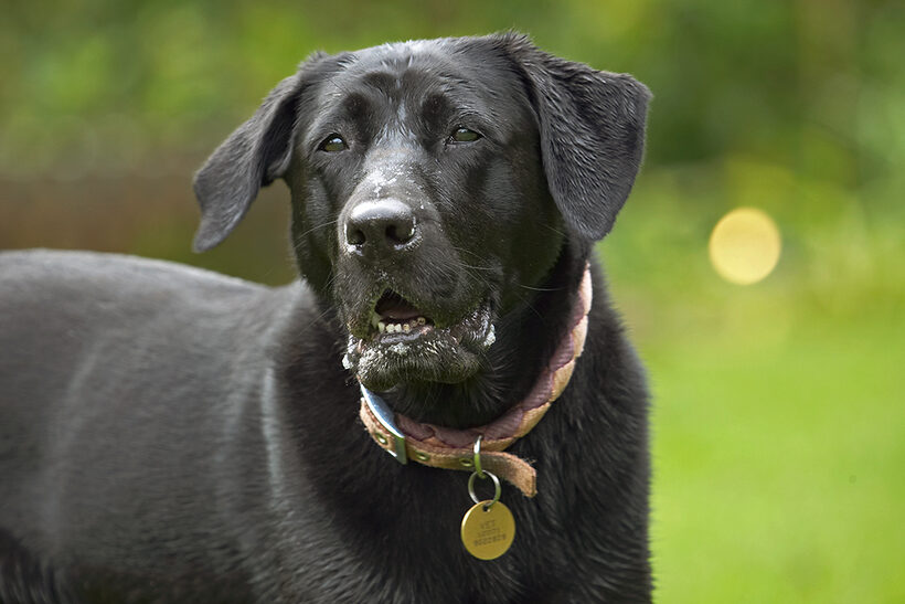 Dog, Dogs, Heidi, Labrador