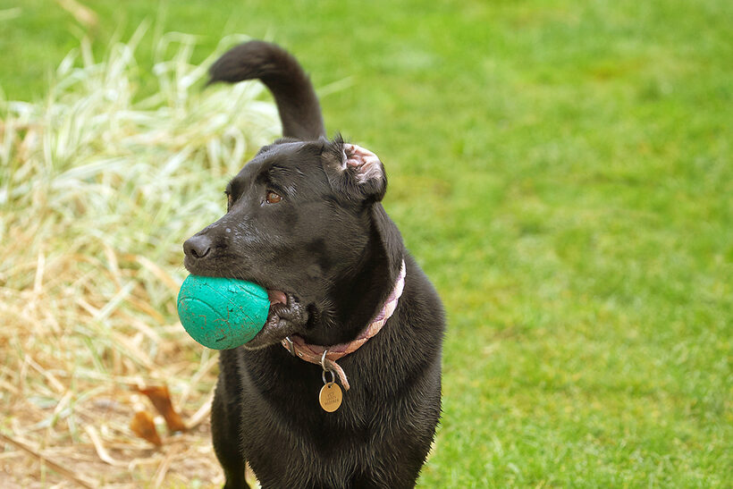 Ball, Dog, Dogs, Heidi, Labrador