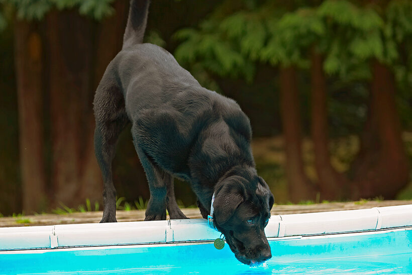 Dog, Dogs, Heidi, Labrador, Pool, Swimming