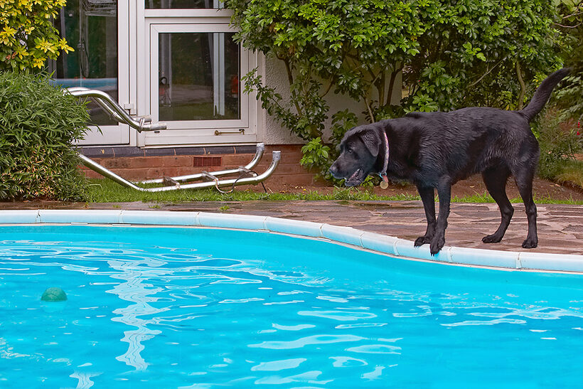Dog, Dogs, Heidi, Labrador, Pool, Swimming