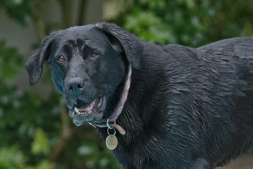 Dog, Dogs, Heidi, Labrador, Pool, Swimming