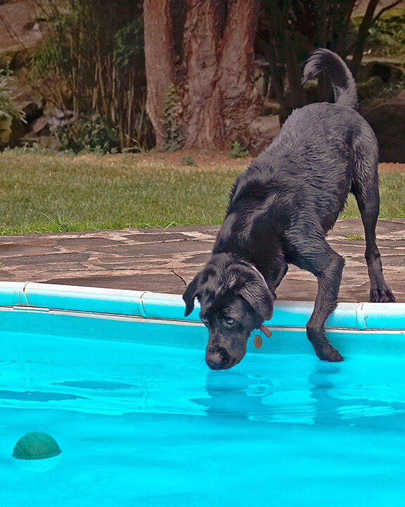 Dog, Dogs, Heidi, Labrador, Pool, Swimming