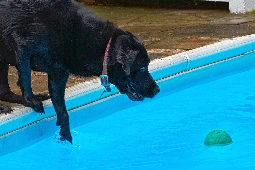 Dog, Dogs, Heidi, Labrador, Pool, Swimming