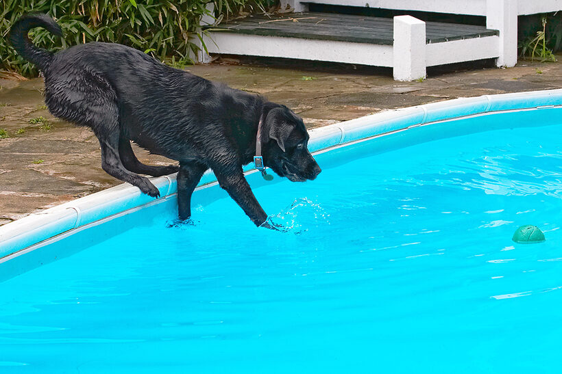 Dog, Dogs, Heidi, Labrador, Pool, Swimming