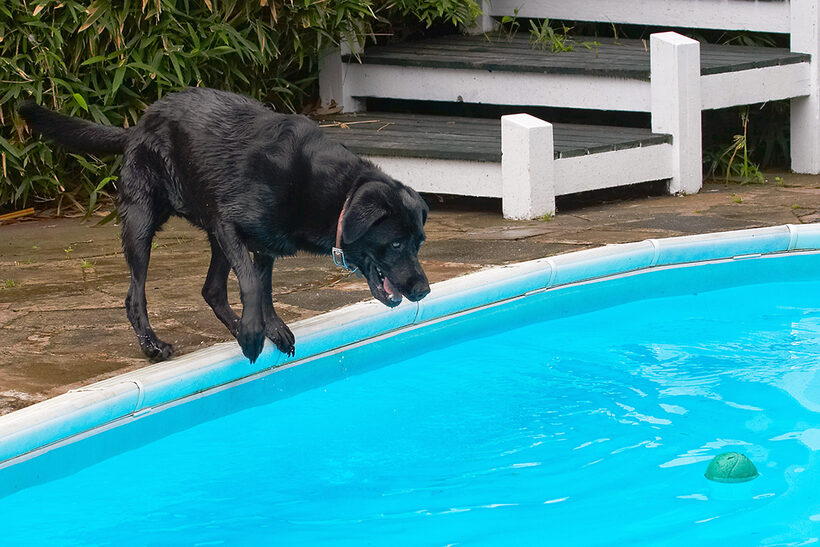 Dog, Dogs, Heidi, Labrador, Pool, Swimming