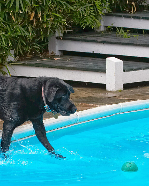 Dog, Dogs, Heidi, Labrador, Pool, Swimming