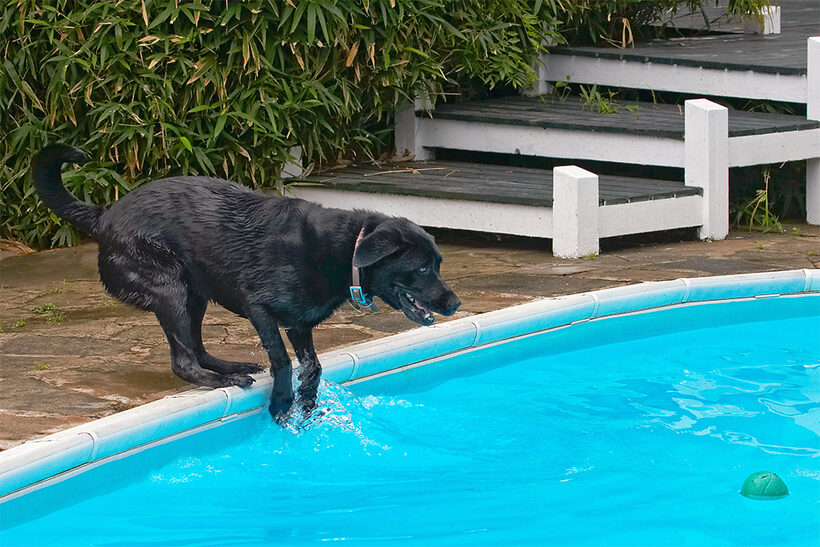 Dog, Dogs, Heidi, Labrador, Pool, Swimming