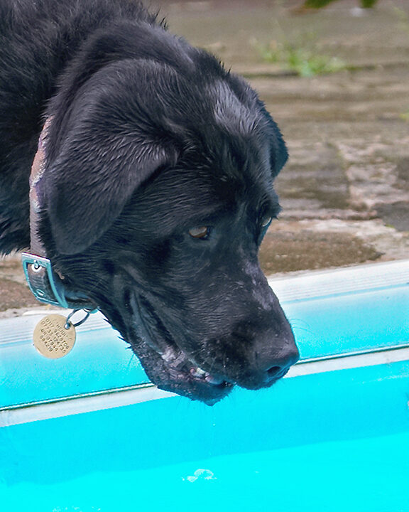 Dog, Dogs, Heidi, Labrador, Pool, Swimming