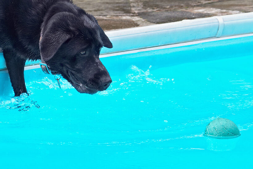 Dog, Dogs, Heidi, Labrador, Pool, Swimming