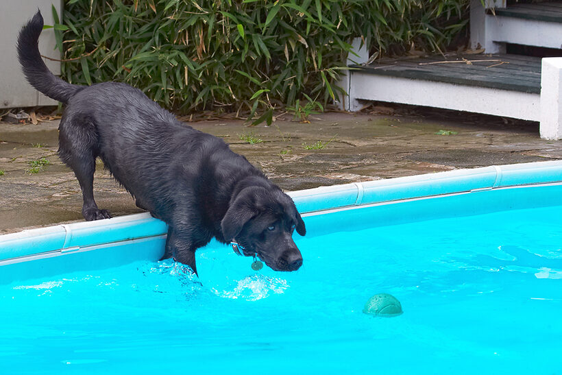 Dog, Dogs, Heidi, Labrador, Pool, Swimming
