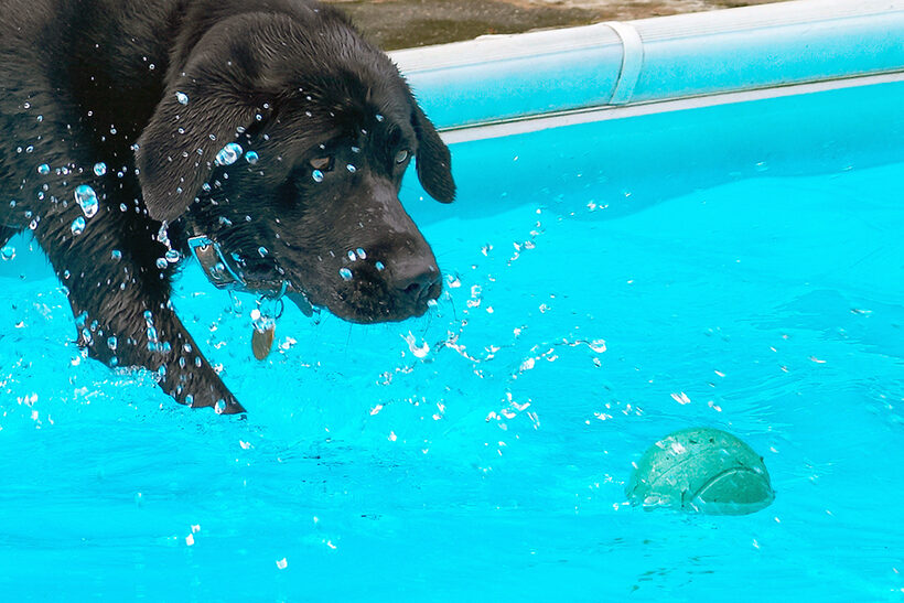 Dog, Dogs, Heidi, Labrador, Pool, Swimming
