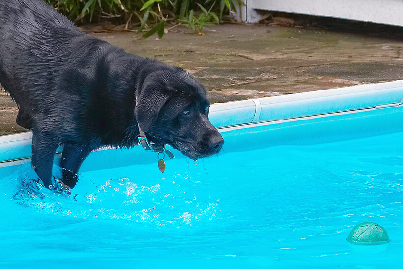 Dog, Dogs, Heidi, Labrador, Pool, Swimming
